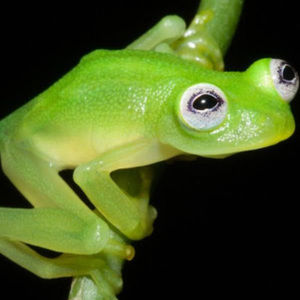 Meet your Posher, Jaxon